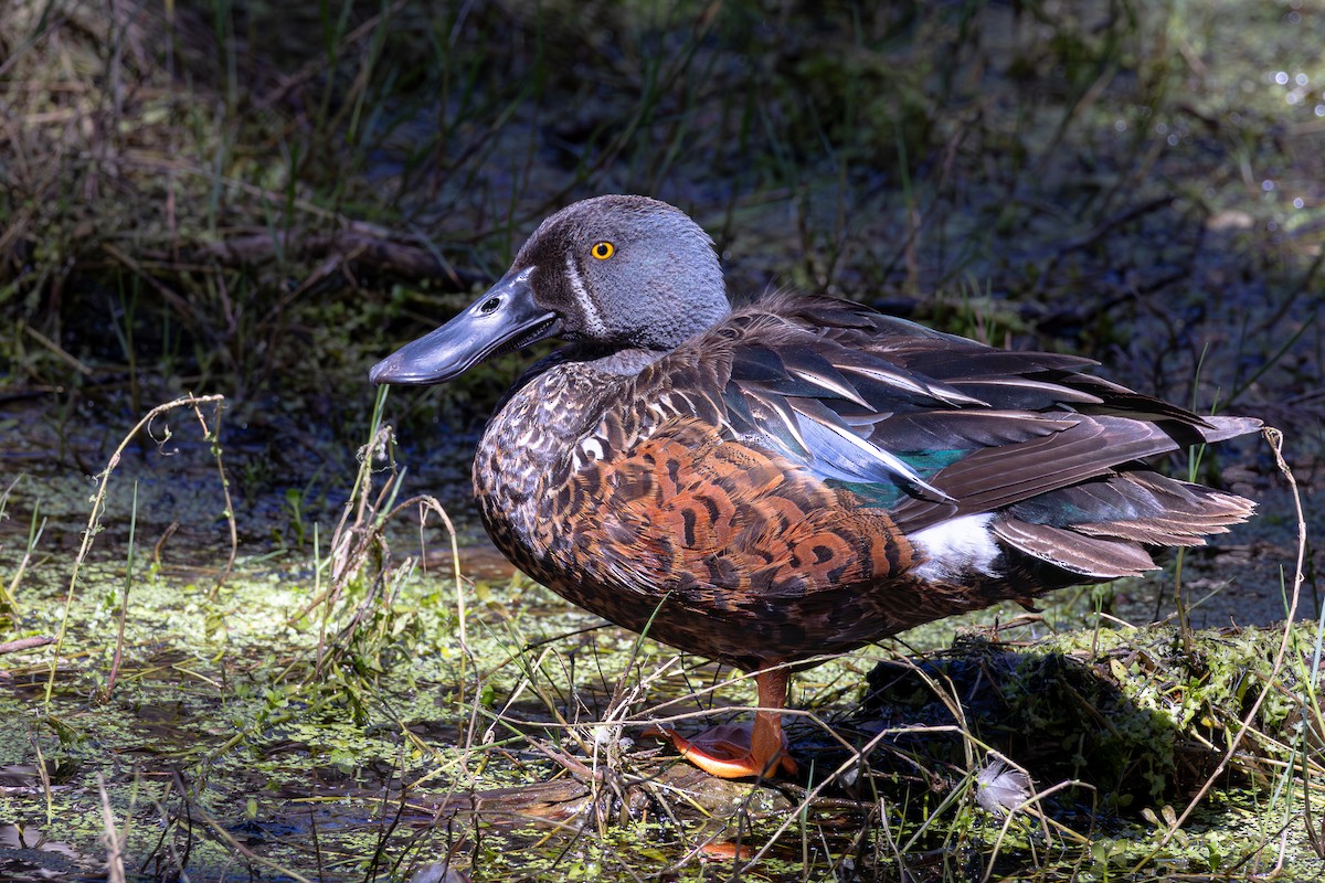 Australasian Shoveler - ML624185468