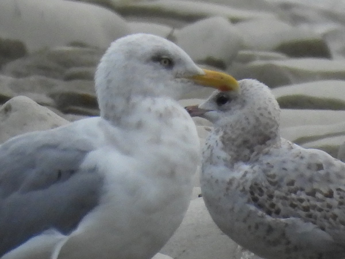 Iceland Gull (Thayer's) - ML624185472