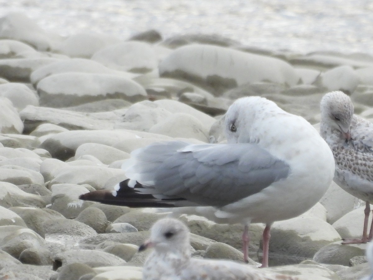 Iceland Gull (Thayer's) - ML624185473