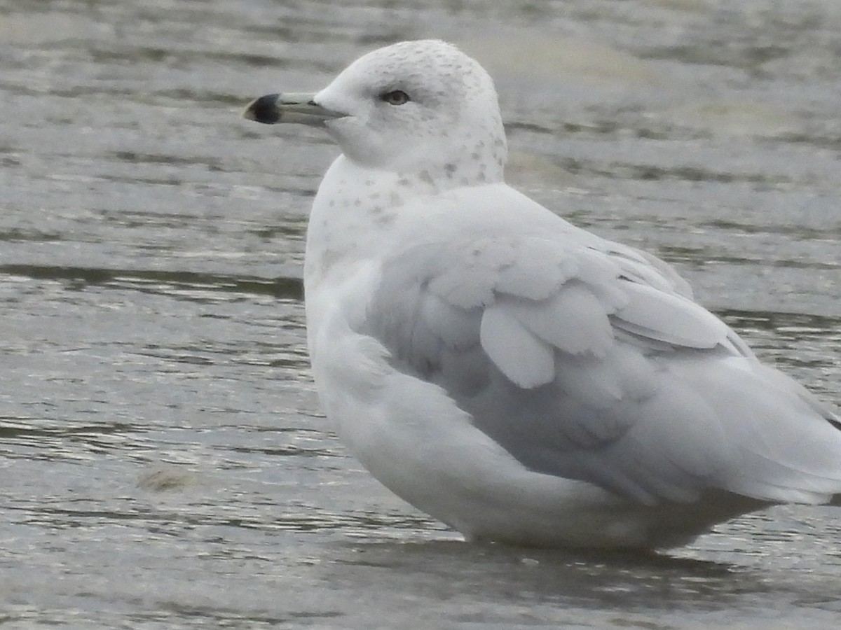 Ring-billed Gull - ML624185488