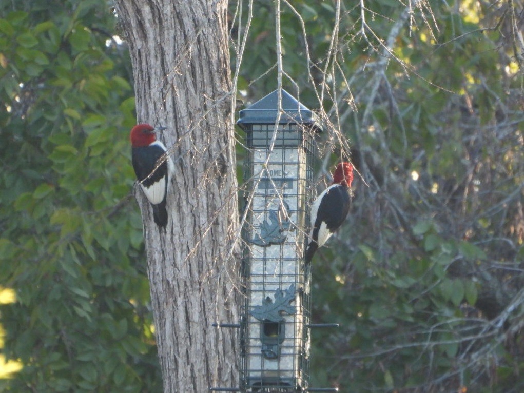 Red-headed Woodpecker - ML624185492