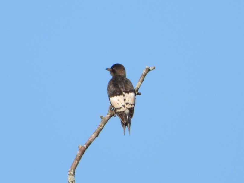 Red-headed Woodpecker - ML624185494