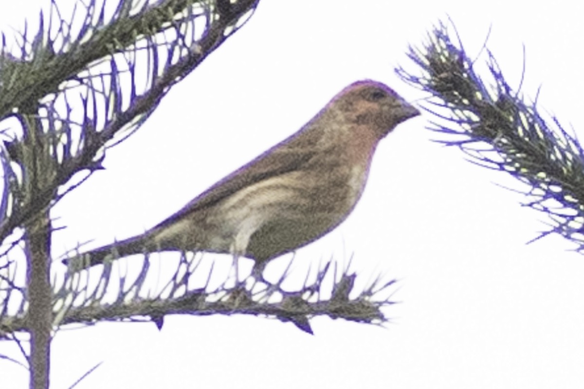 Purple Finch (Western) - ML624185495