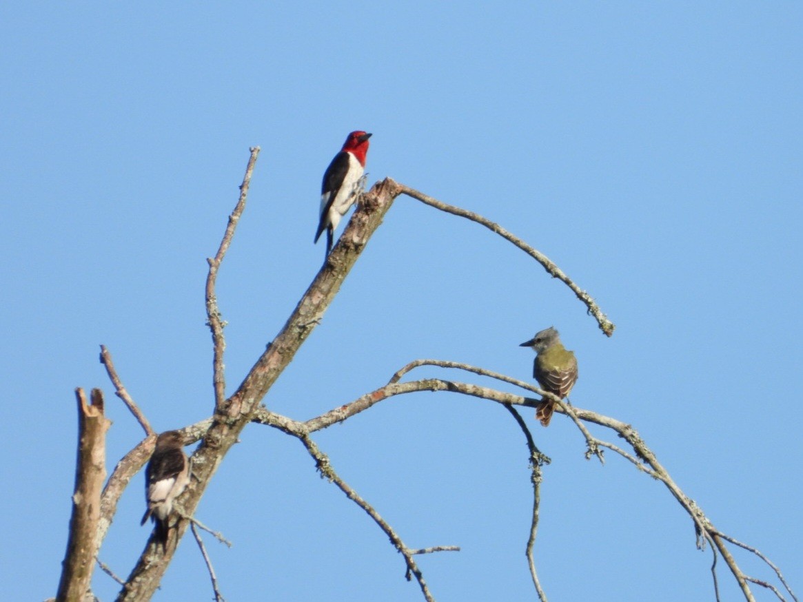 Red-headed Woodpecker - ML624185498