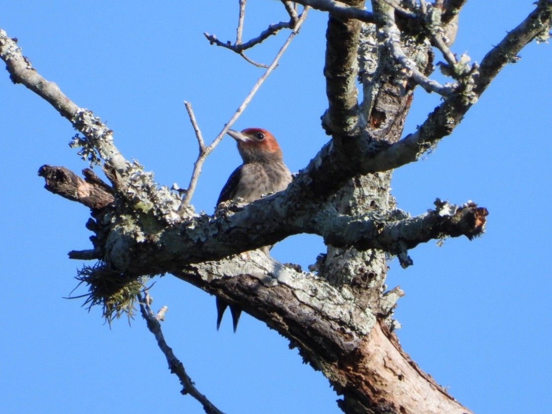 Red-headed Woodpecker - ML624185502