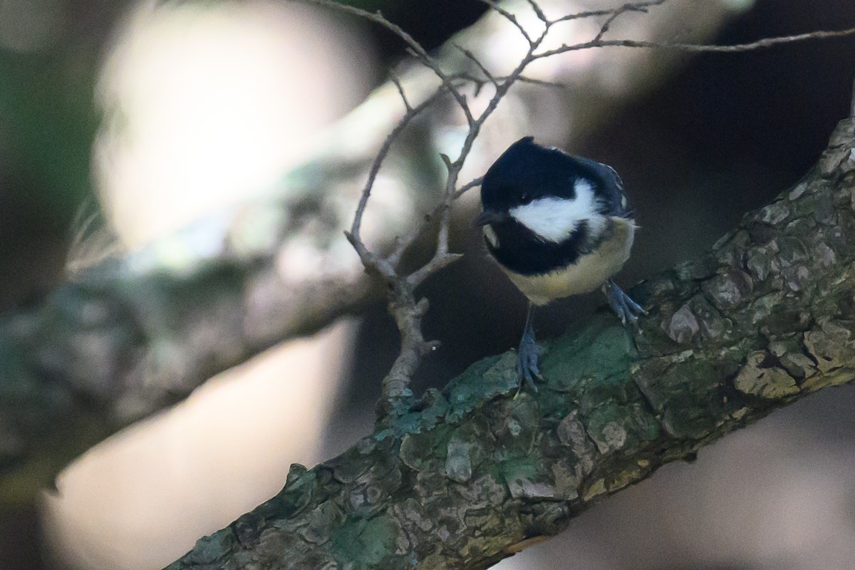 Coal Tit - ML624185506