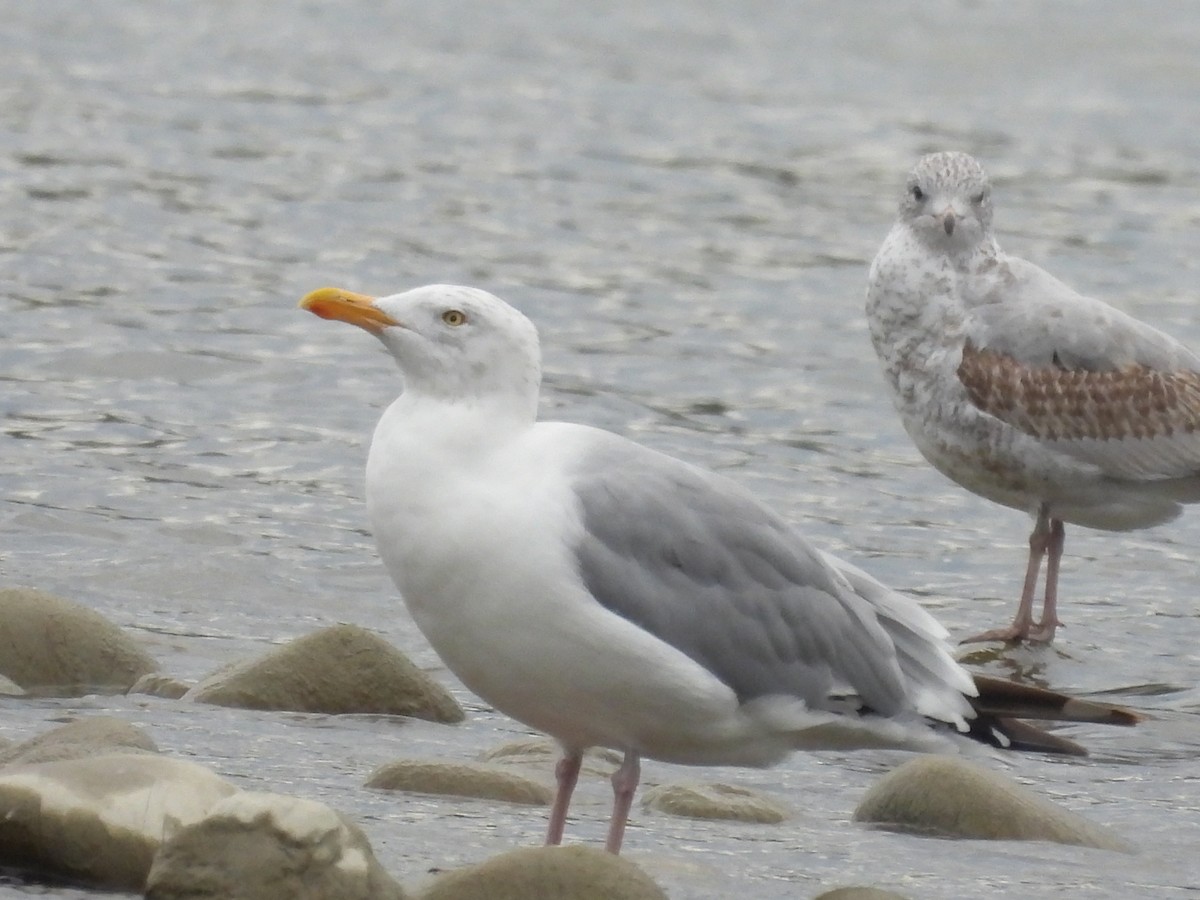 Herring Gull - Suzy Wright