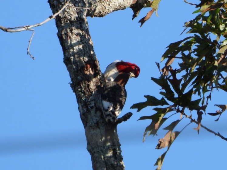 Red-headed Woodpecker - ML624185511