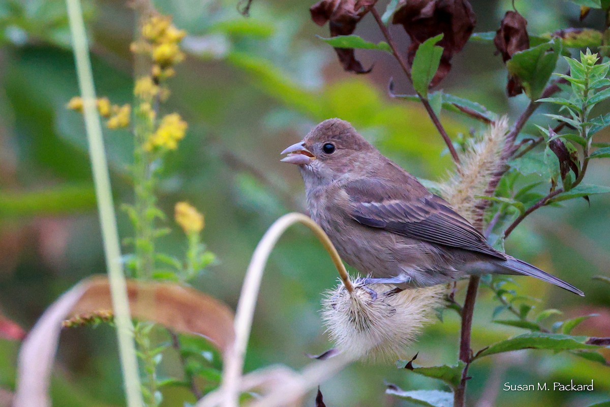 Indigo Bunting - Susan Packard