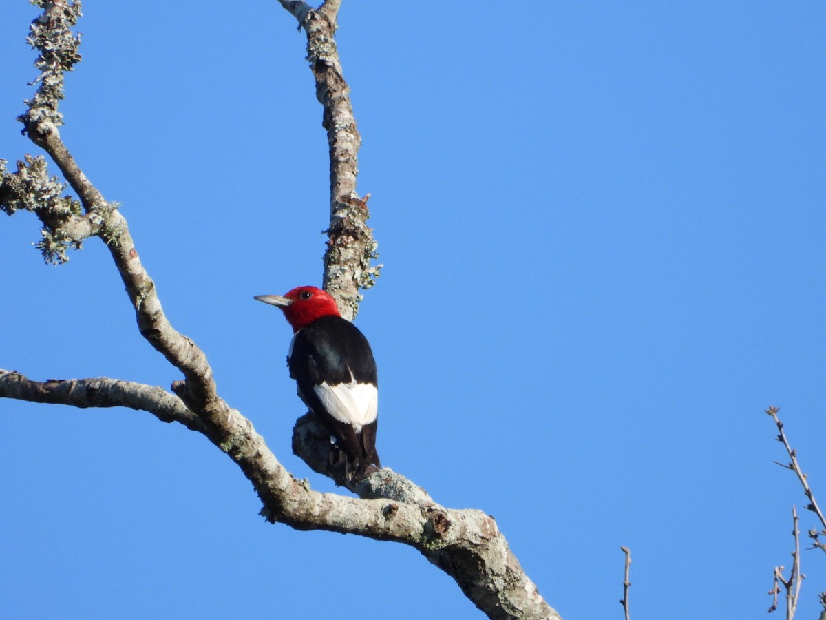 Red-headed Woodpecker - ML624185522