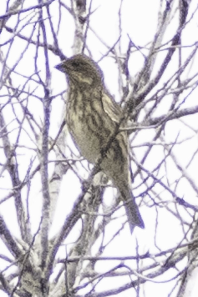 Purple Finch (Western) - ML624185524