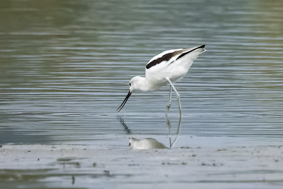 American Avocet - ML624185528