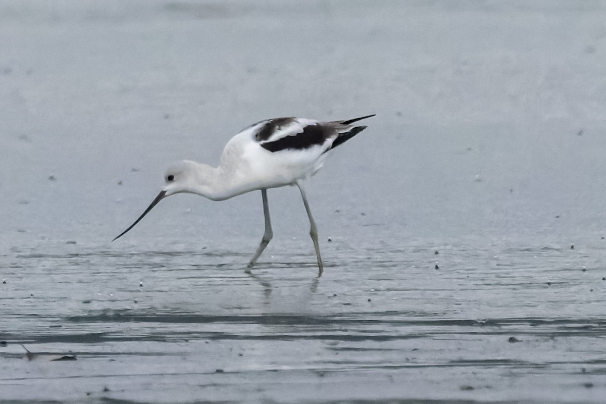 American Avocet - ML624185529