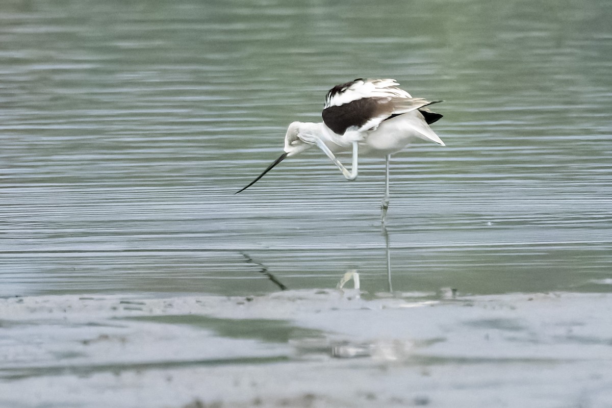 American Avocet - ML624185530