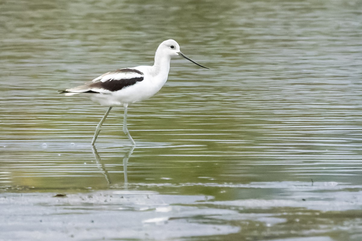 American Avocet - ML624185531