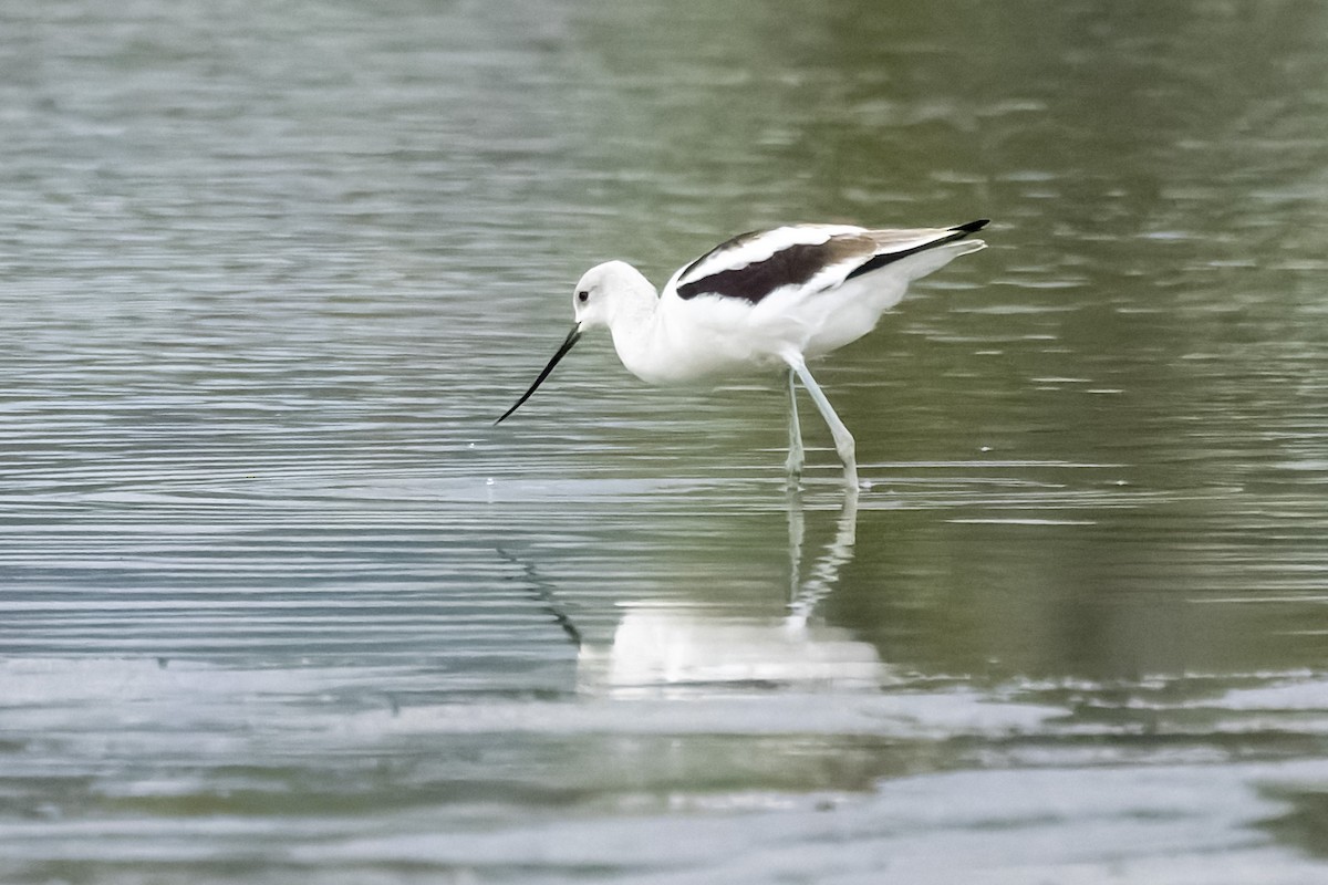 American Avocet - ML624185532