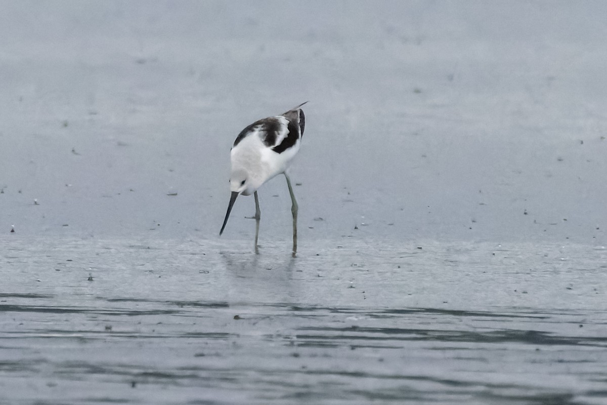 American Avocet - ML624185533