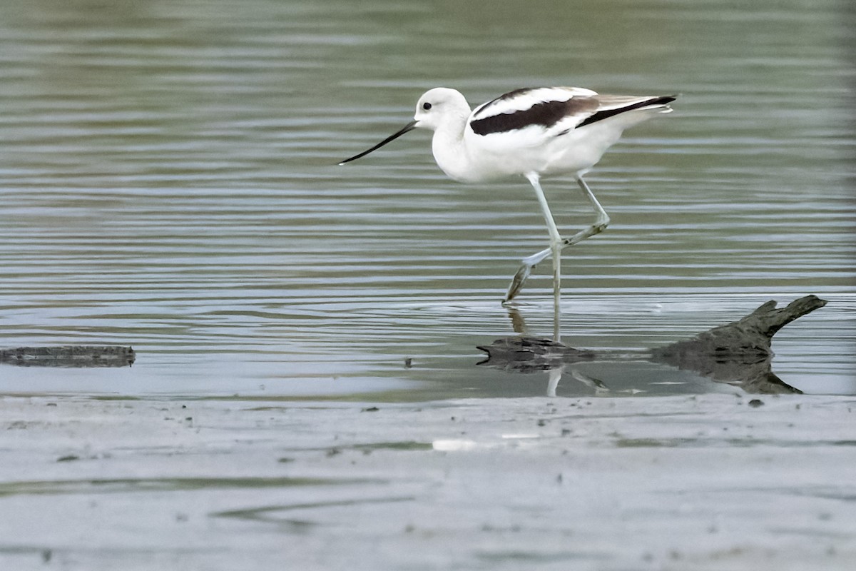 American Avocet - ML624185534