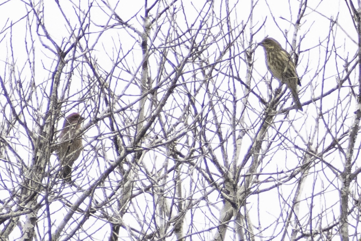 Purple Finch (Western) - ML624185535