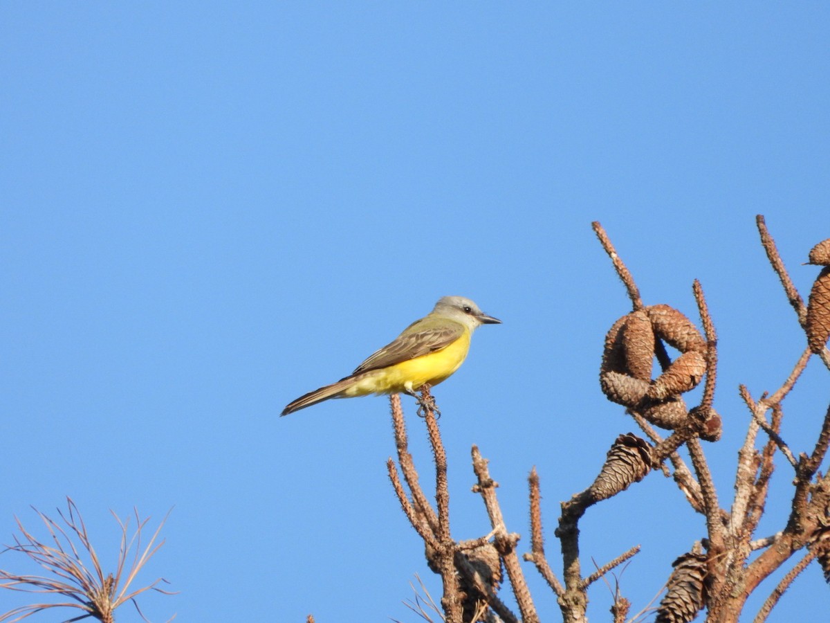 Couch's Kingbird - ML624185537