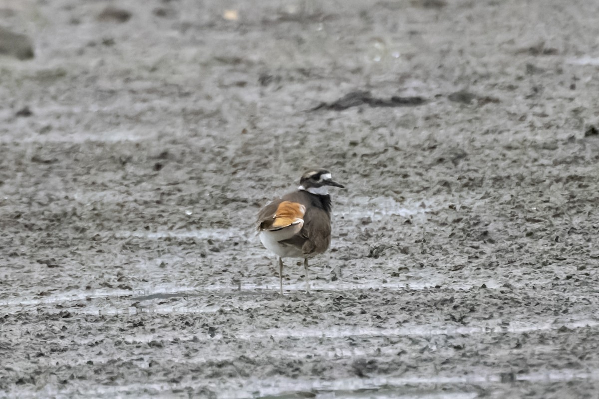 Killdeer - ML624185540