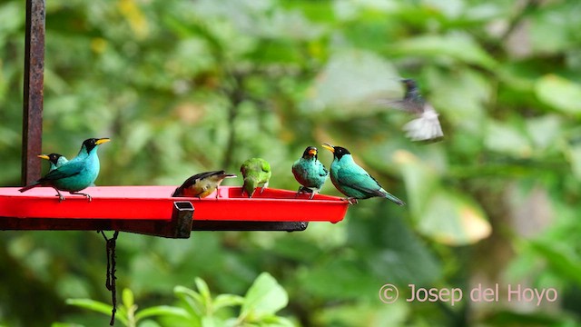White-necked Jacobin - ML624185545
