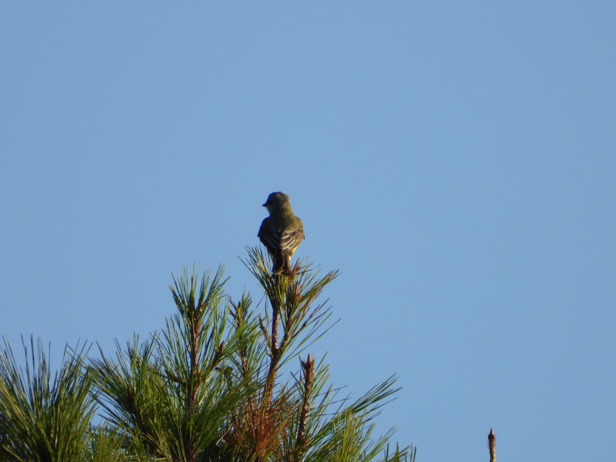 Couch's Kingbird - ML624185546