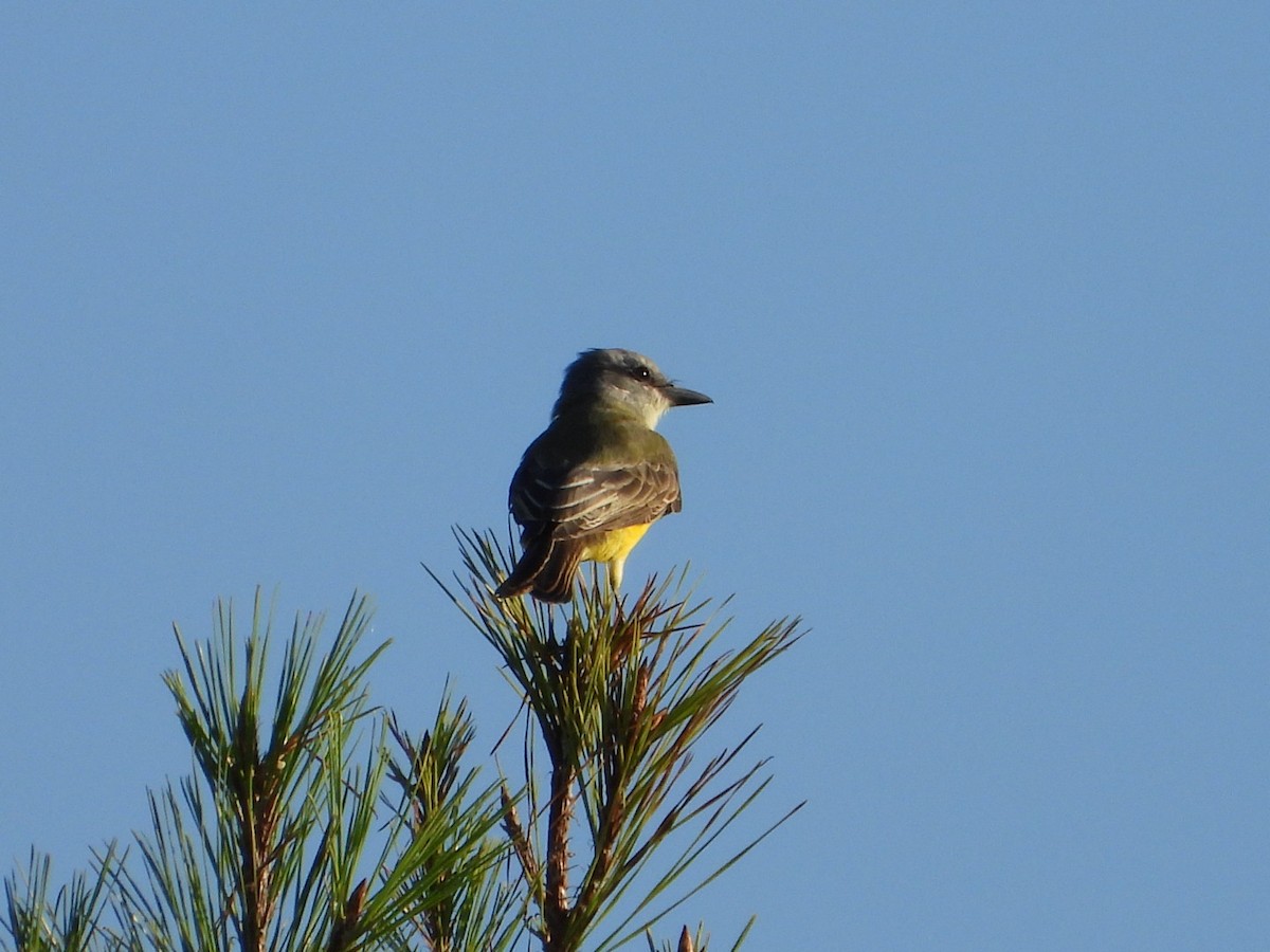 Couch's Kingbird - ML624185547