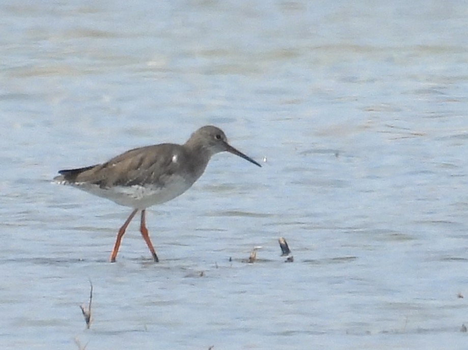 Common Redshank - ML624185554