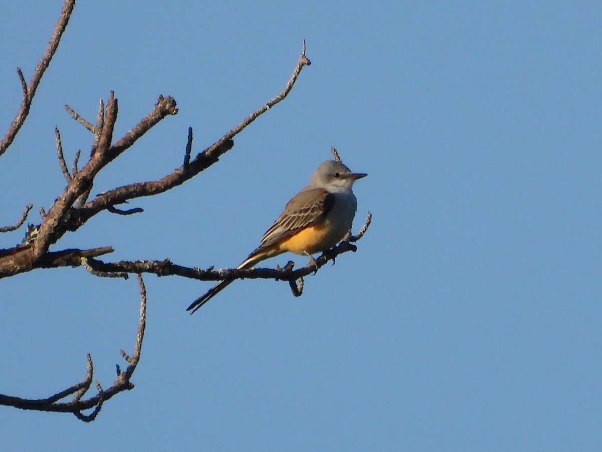 Scissor-tailed Flycatcher - ML624185562