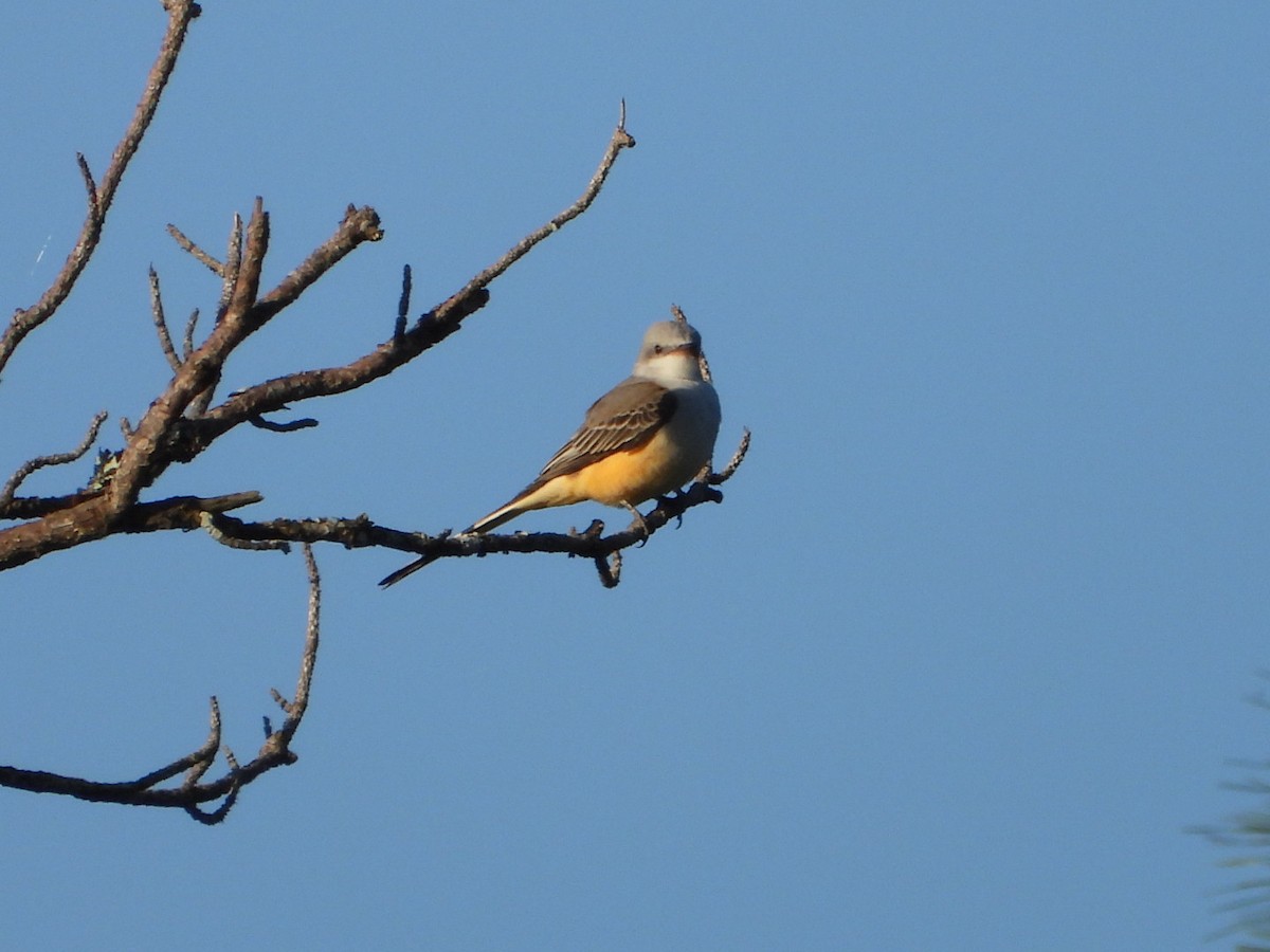 Scissor-tailed Flycatcher - Lesha Roberts