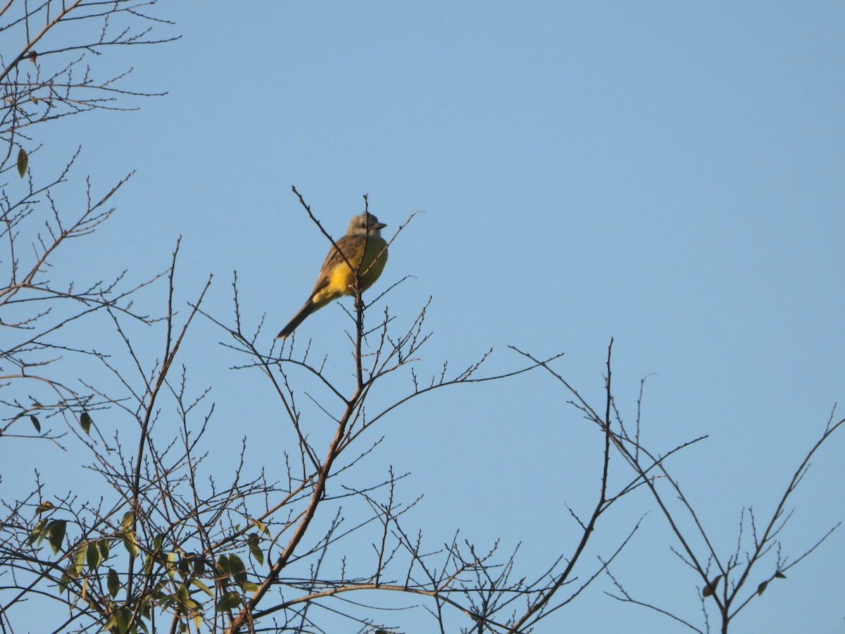 Couch's Kingbird - ML624185576