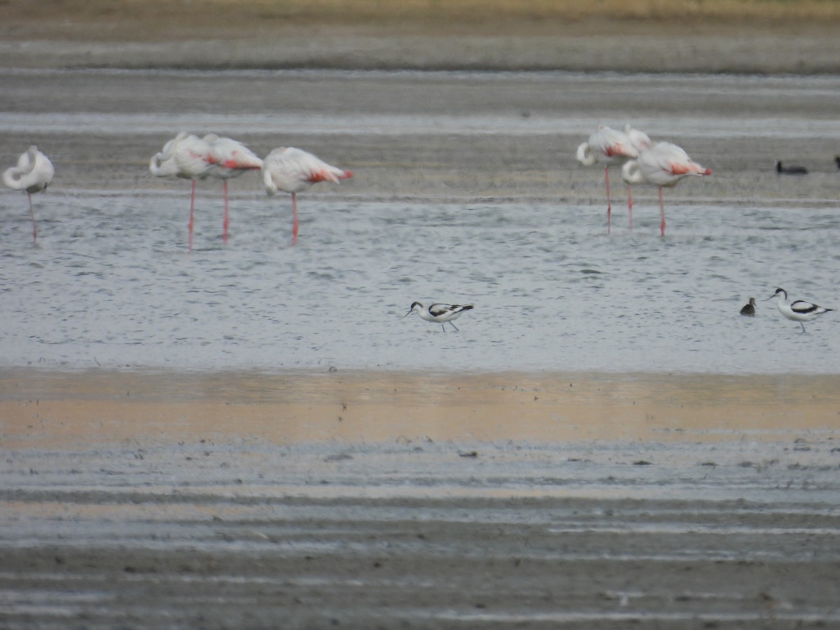 Pied Avocet - ML624185596