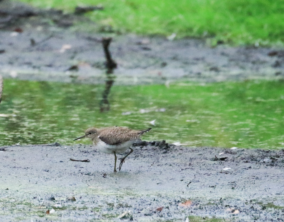 Solitary Sandpiper - ML624185597