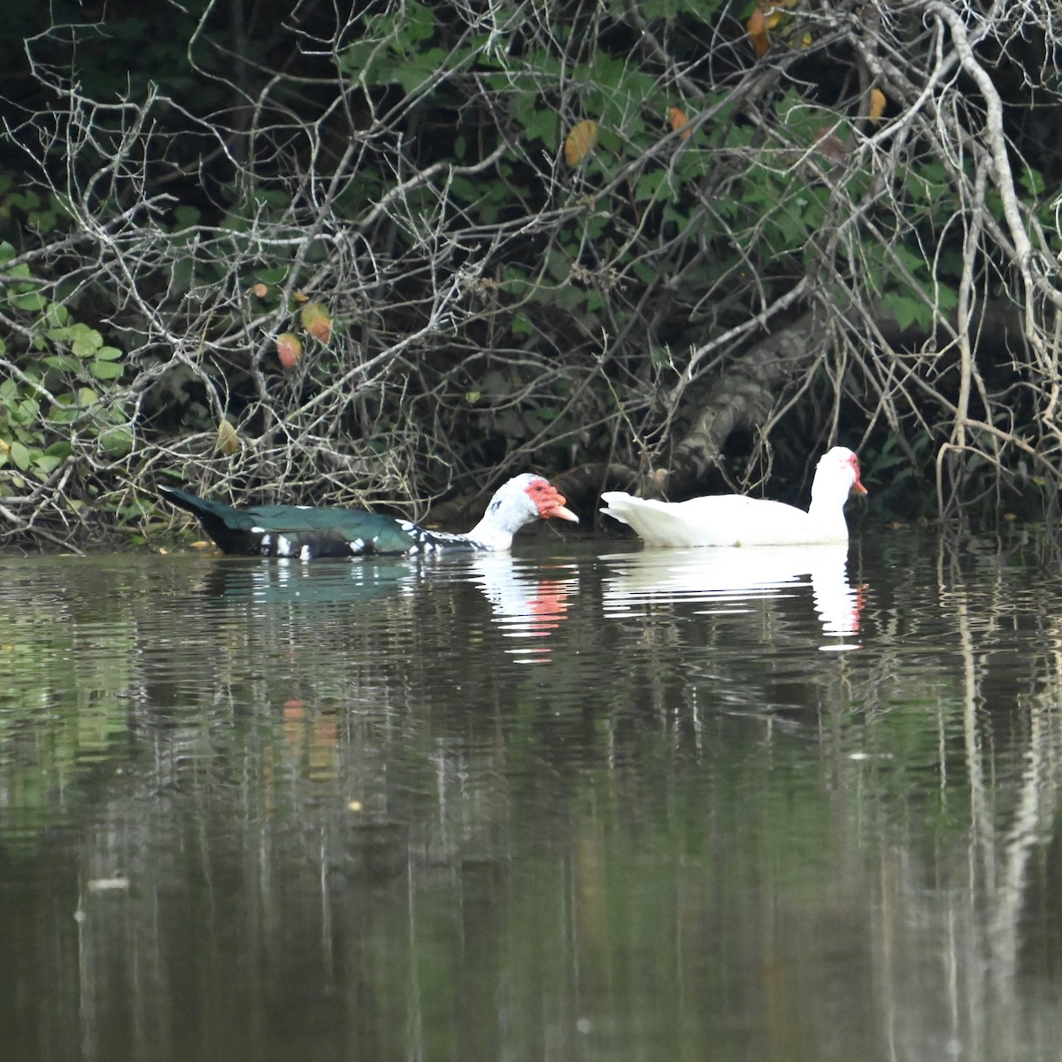 Muscovy Duck (Domestic type) - ML624185608