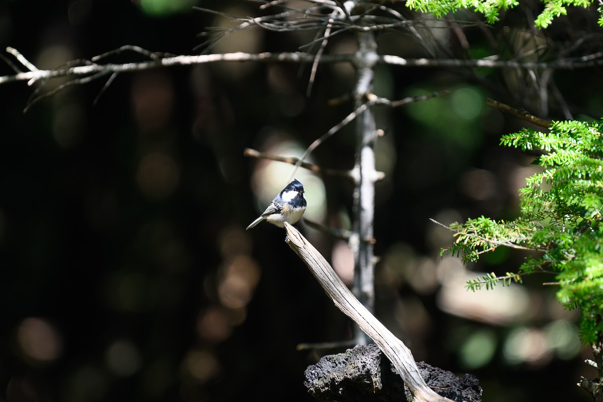 Coal Tit - ML624185616