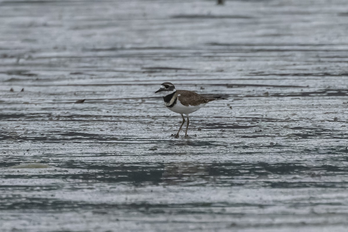 Killdeer - ML624185625