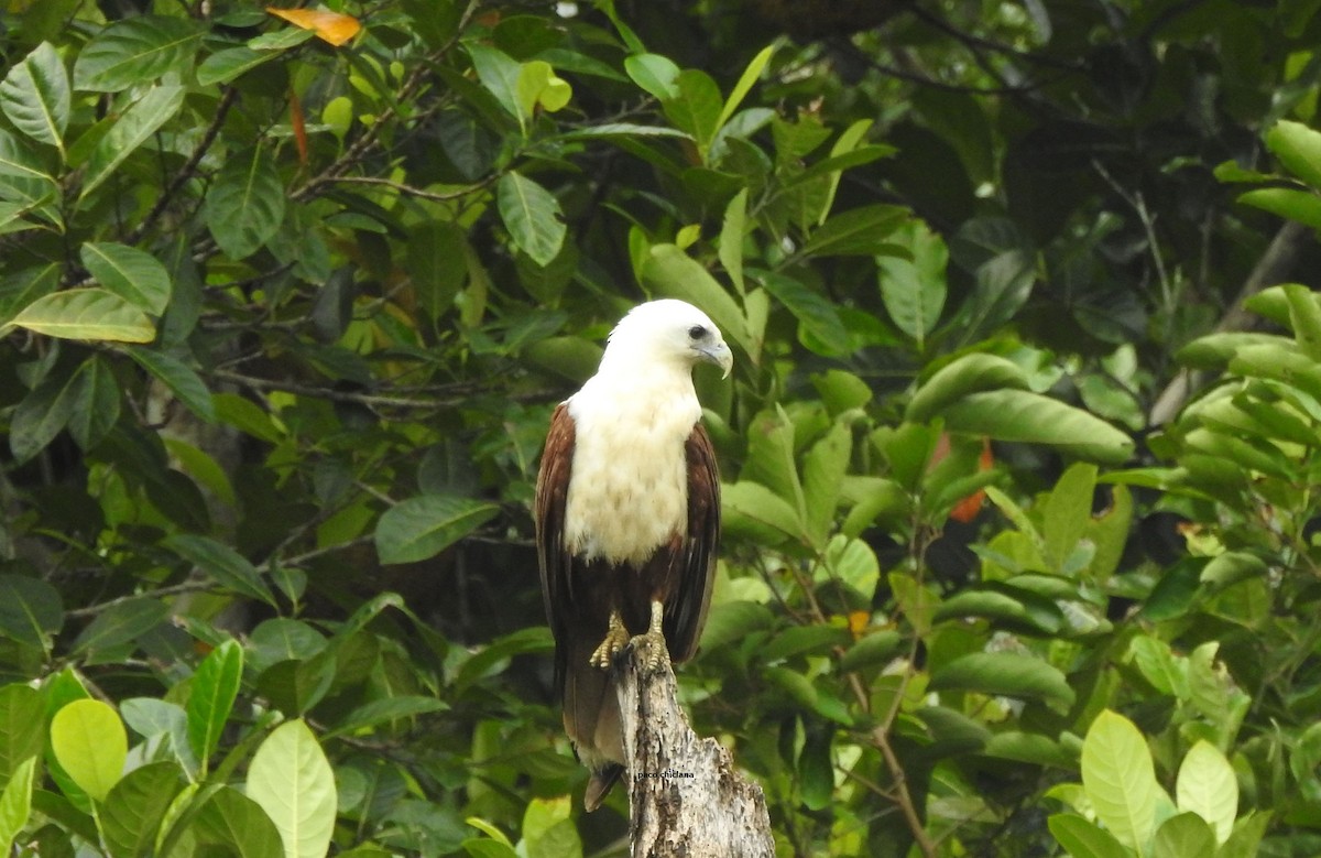 Brahminy Kite - ML624185635