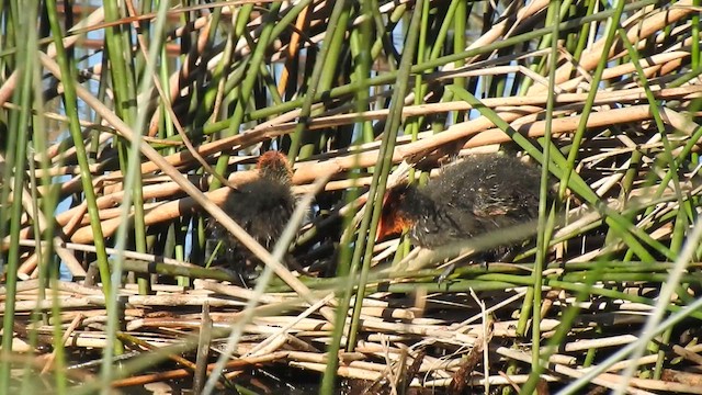 Eurasian Coot - ML624185639