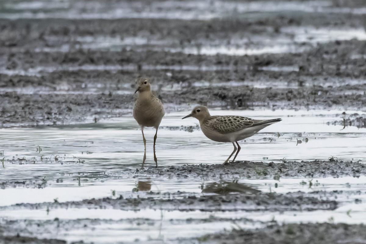 Buff-breasted Sandpiper - ML624185653