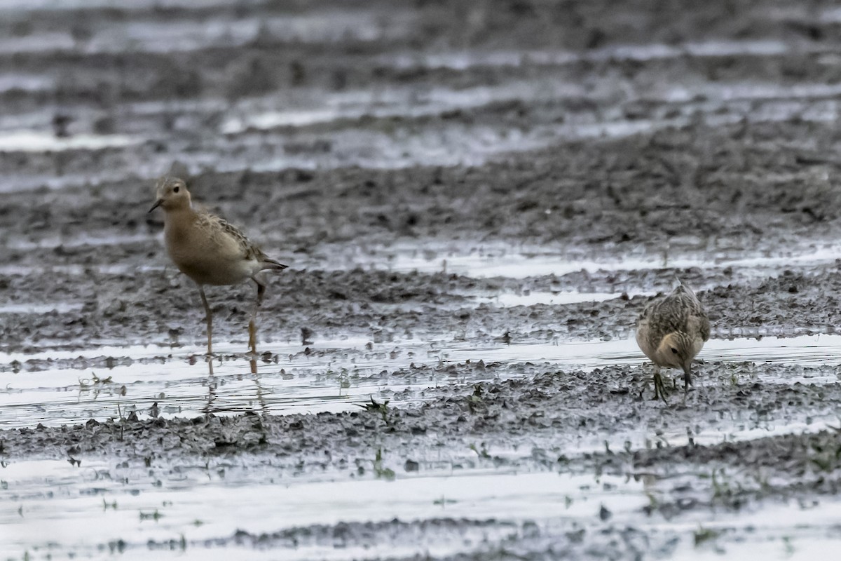 Buff-breasted Sandpiper - ML624185654