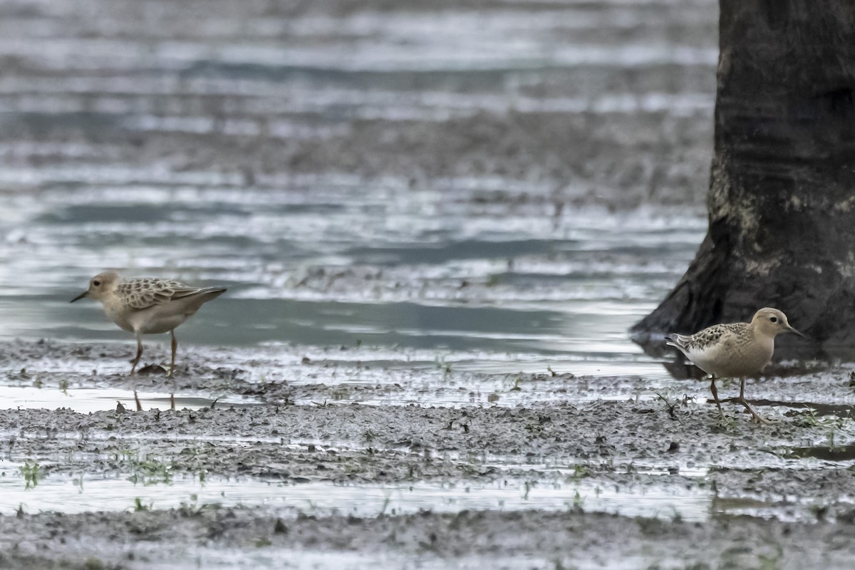 Buff-breasted Sandpiper - ML624185655