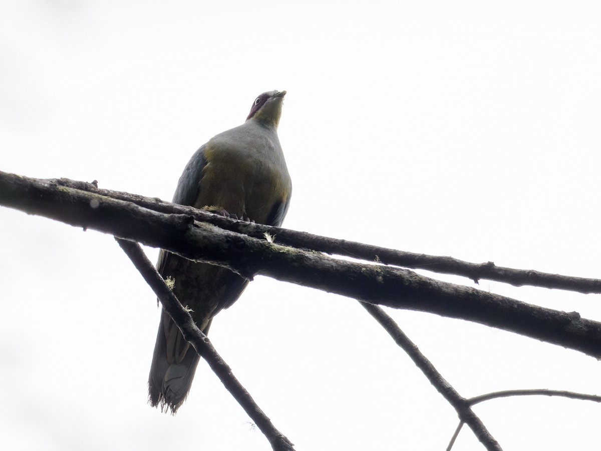 Red-eared Fruit-Dove (Red-eared) - ML624185672