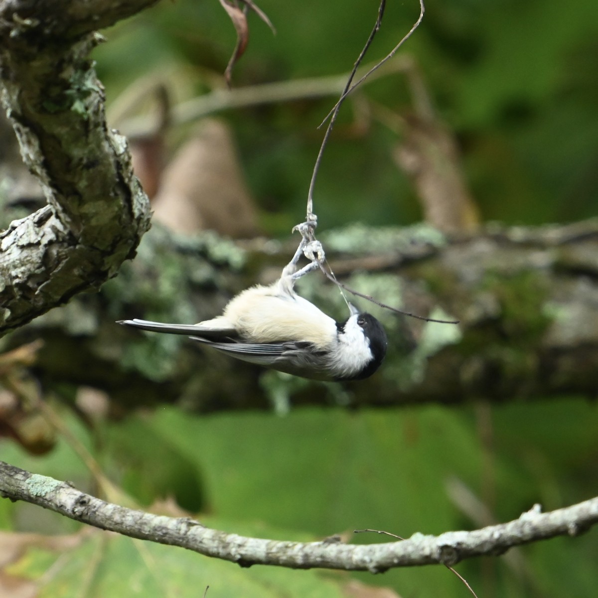 sýkora karolínská - ML624185693