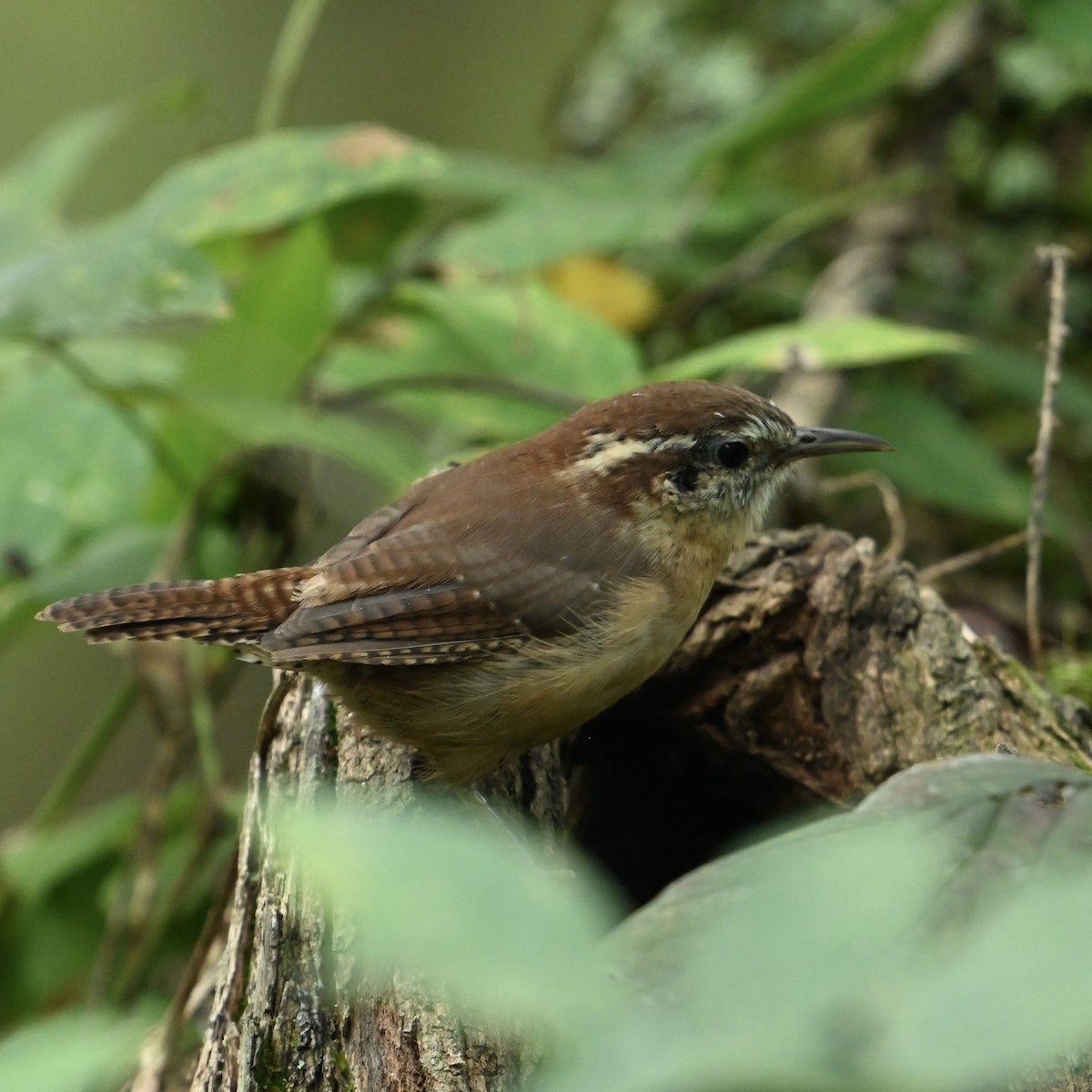 Carolina Wren - ML624185699