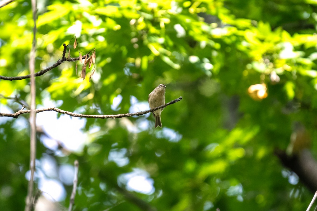 Golden-crowned Kinglet - ML624185724