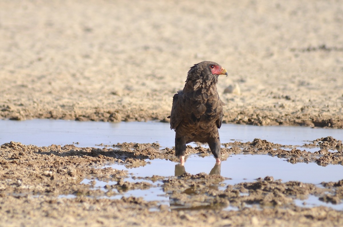 Águila Volatinera - ML624185741