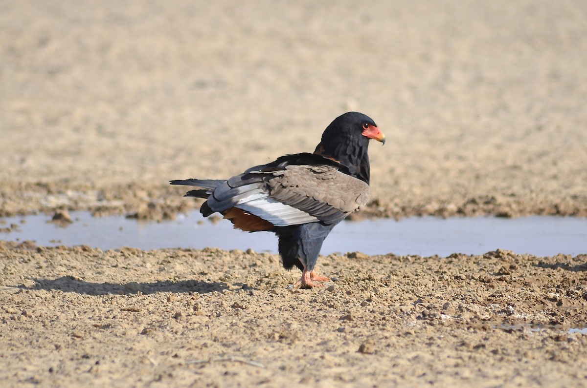 Águila Volatinera - ML624185742