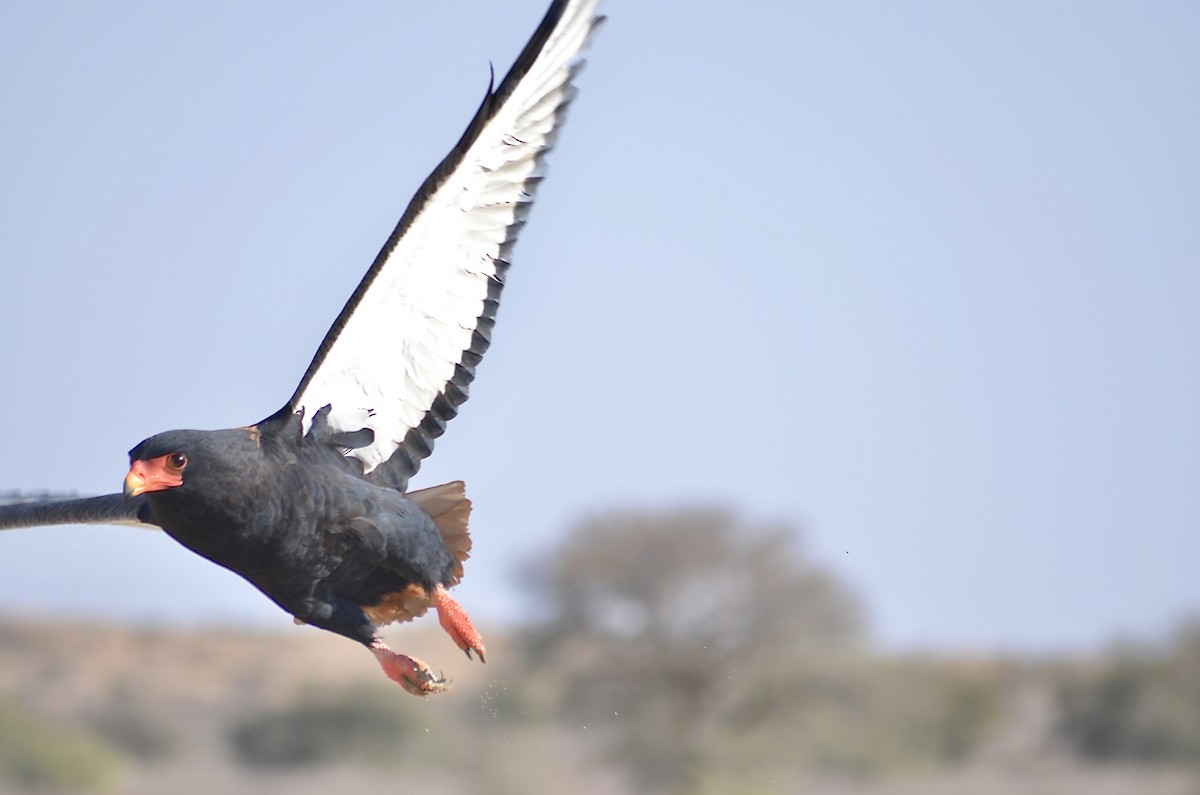 Águila Volatinera - ML624185743