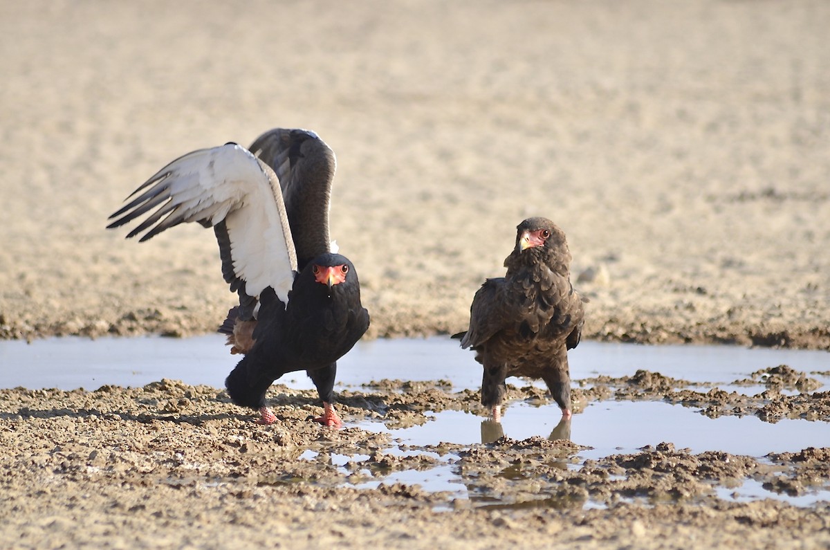 Bateleur - ML624185744